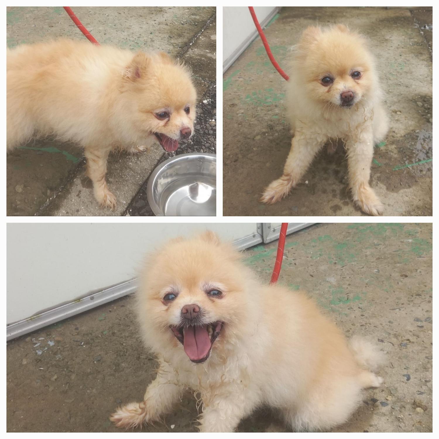 유기동물보호소_446481202300345